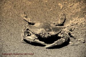 A crab at the beach