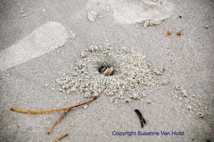 Hide and seek with a ghost crab
